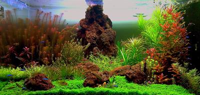 Blyxa aubertii